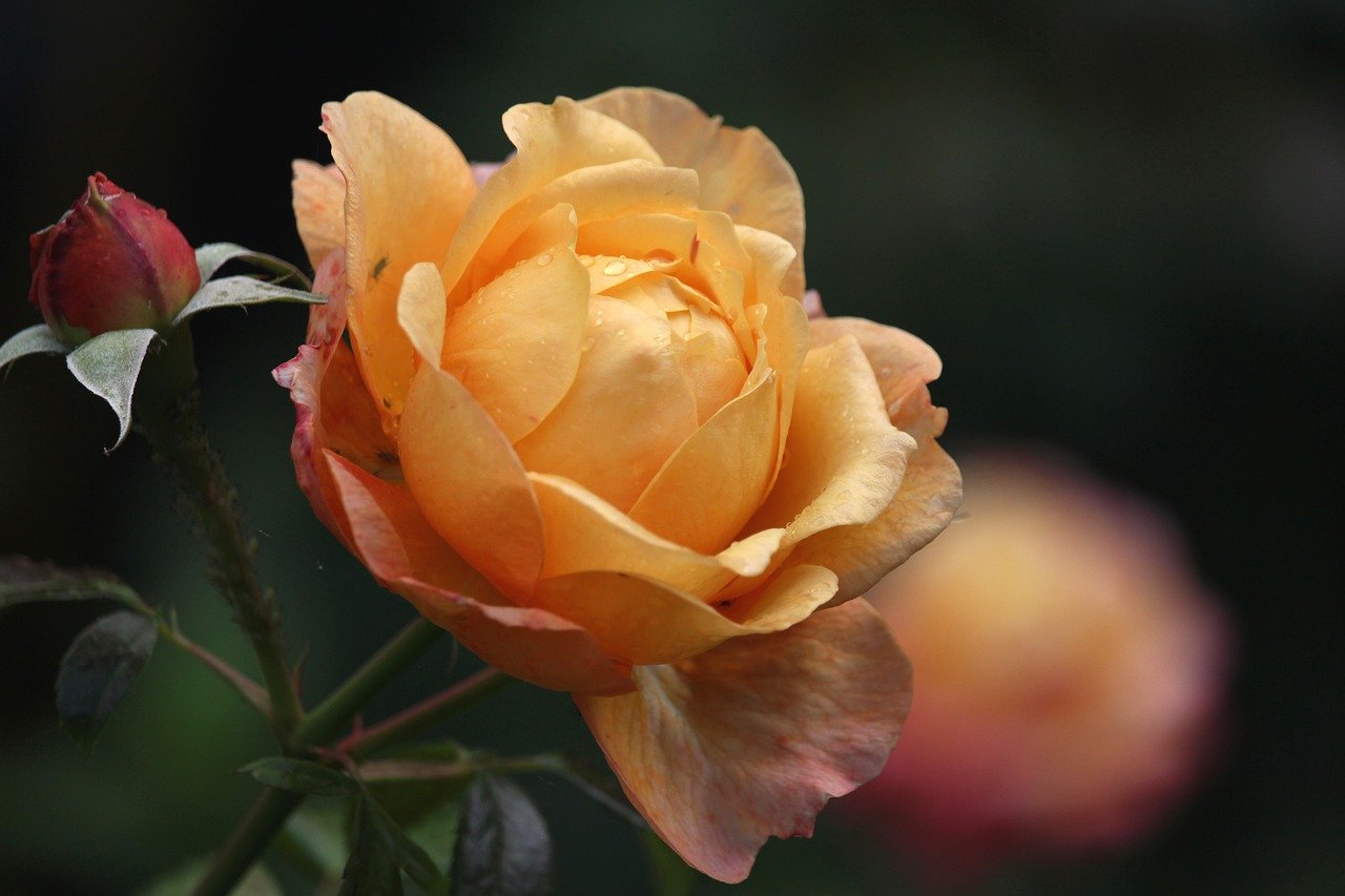 How to Create a Picture-Perfect Rose Garden